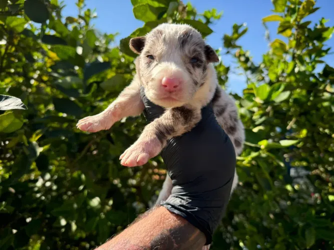 Seu pet está a uma mensagem 