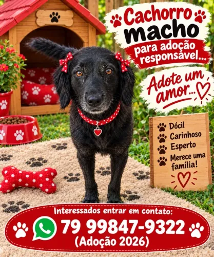 Adoção ?