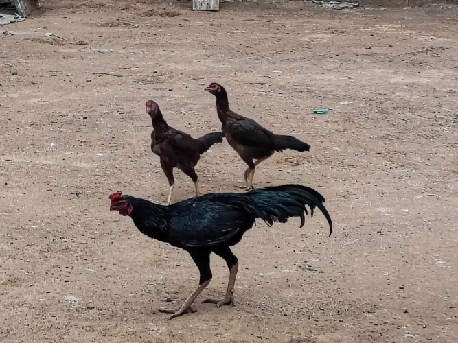 Galo indio e galinhas
