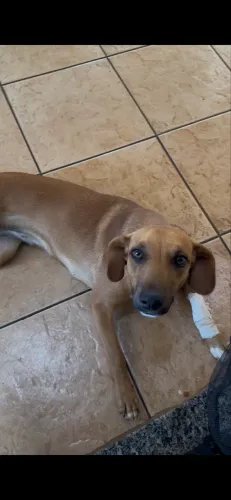 Cachorrinha Carinhosa Disponível para Adoção