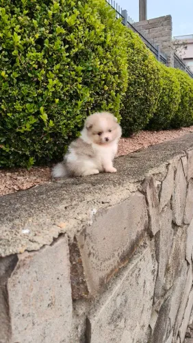 Spitz machinho choco merle