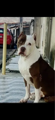     Filhotes de Pitbull American Bully Disponíveis ?