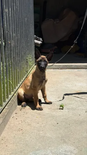 Pastor Belga Malinois