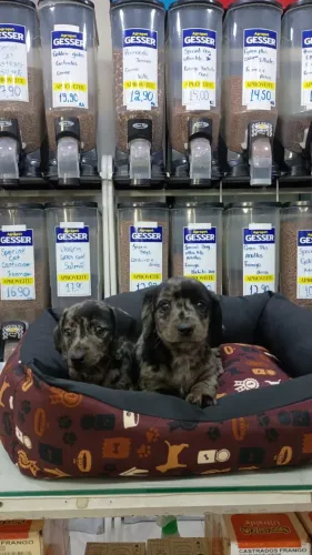 filhote de daschund macho e femea