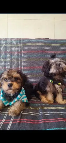 CASAL DE CACHORRO PORTE PEQUENO