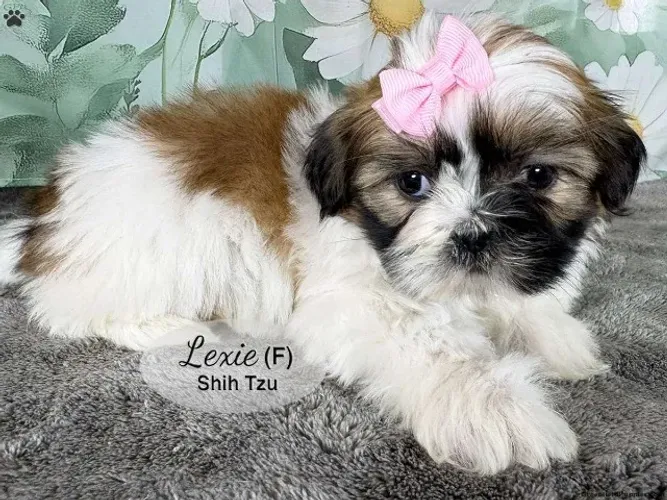 Shih Tzu - Adquira Hoje | Últimos Filhotes