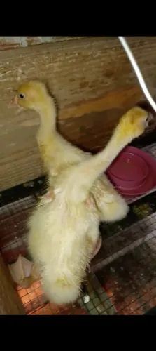 Casal de ganço sinaleiro branco 