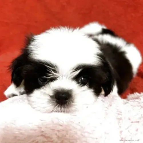Cachorro filhote lindo e brincalhão Shih tzu/Shitzu