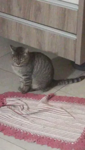 Gatão pr doação *pinhais 