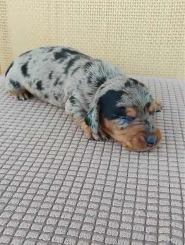 Filhotes de Basset Dachshund Teckel