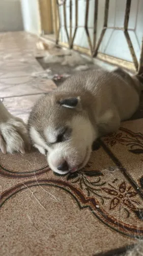 Filhotes de husky siberiano