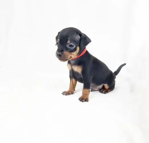 Pinscher Miniatura V10 Importada/Contrato de Compra e Venda/Saúde Garantida