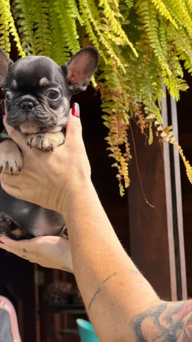 Bulldog francês top