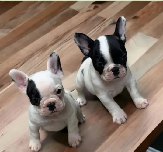 Bulldog Francês Filhotes Muito Procurados.