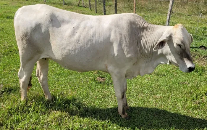 Novilha provável prenhez 