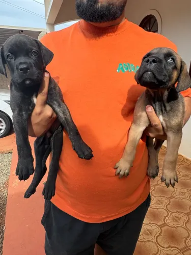 Cane Corso Italiano 