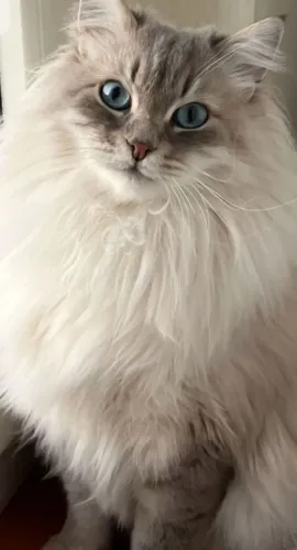 Gatinha Peluda boneca de pano Ragdoll