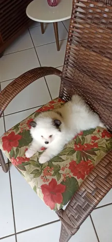 Filhote de spitz macho 