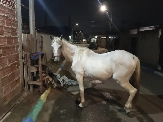 CAVALO BRANCO 