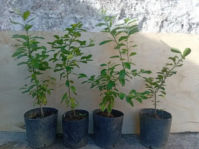Mudas Limão Cravo 80cm<br>80cm R$20,00
