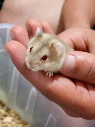 Hamsters Anão russo - Dóceis e amáveis