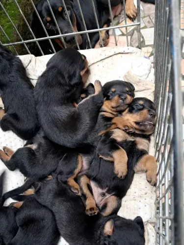 Cachorro Rottweiler