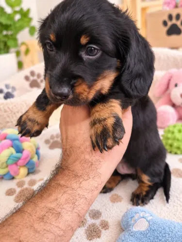 Lindos filhotes Basset teckel pêlo longo disponíveis!