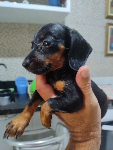 SALSICHINHA PURO DE RAÇA 