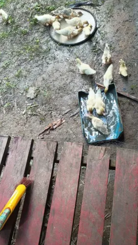 Patinhos