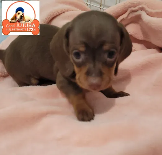 Dachshund lindos filhotes. Feminhas e machinhos. Canil jujuba dog