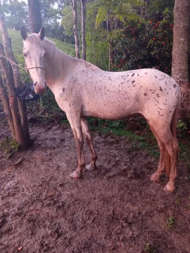 Cavalo