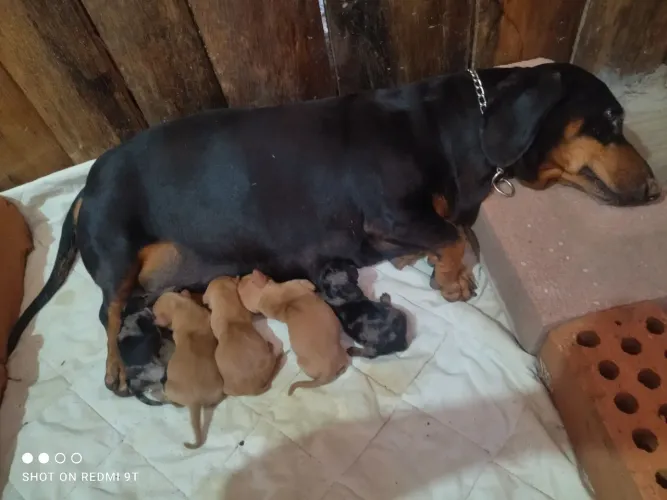 Vendo filhotes de linguicinha, somente machos!
