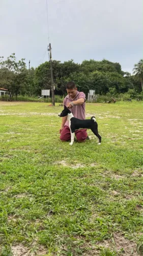 Basenji