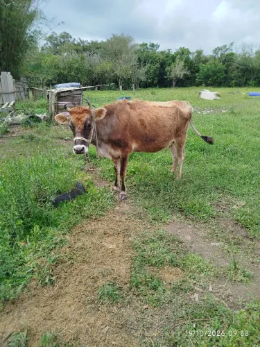 Vaca nova gersi prenha whats *