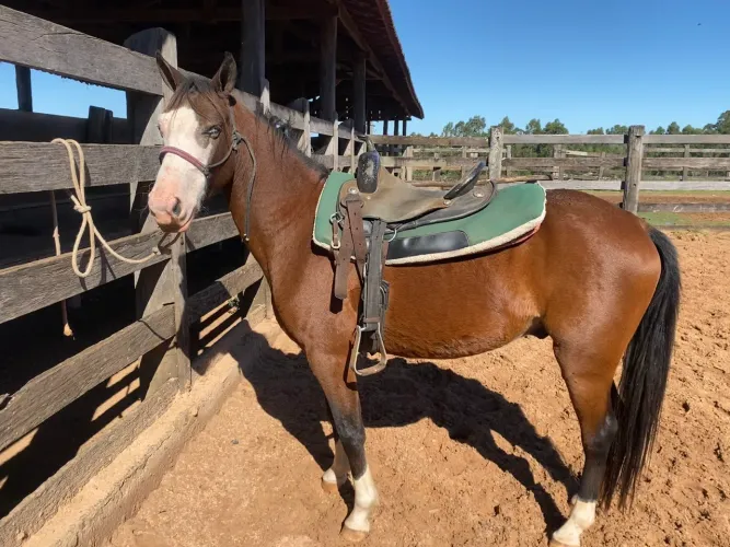 Cavalo Paint