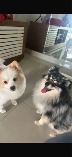 Spitz alemão - Lulu da Pomerânia