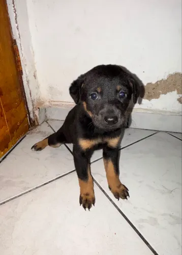 Doa - se cachorrinhas