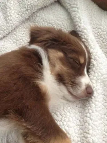 Filhote Border Collie, Diga adeus à solidão!