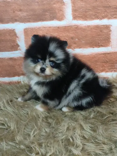 Spitz Anão Macho Exótico