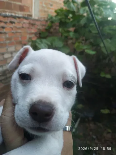 vendo filhote Pitbull 300