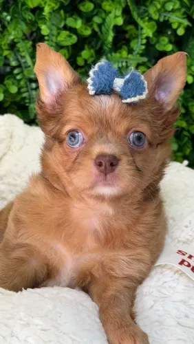 Chihuahua fêmea Pêlo longo. Olhar forte e expressivo! 50 dias