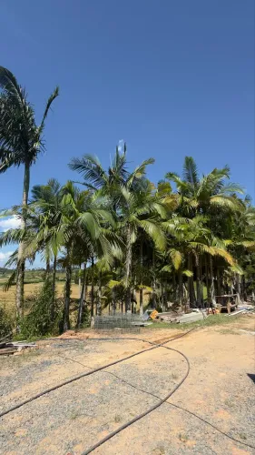 Vendo palmeiras para retirar no local