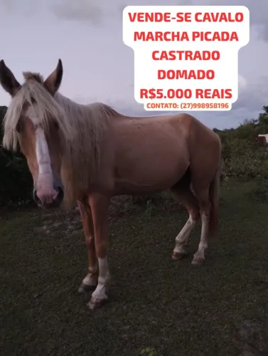Vende-se cavalo