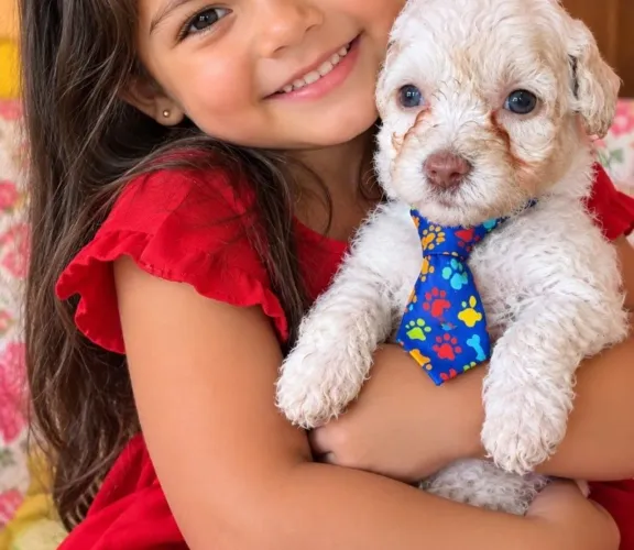 Charmoso filhote Poodle toy : macho