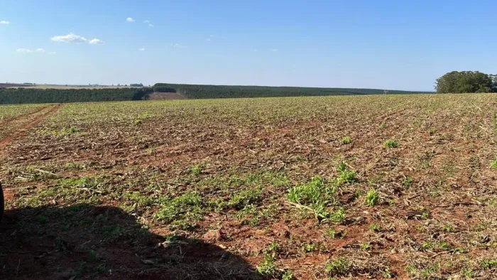 Fazenda 95 Alqueires, 60 Alqueires em Plantio, Dupla Aptidão, Solo Misto a Vermelho, Topog