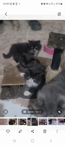 Gato persa 