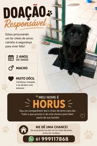 Adoção macho , porte grande bem dócil 