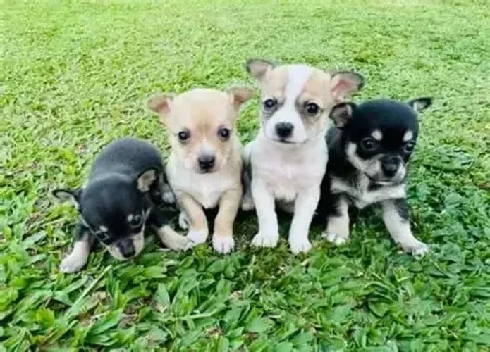 lindos e pequenos pinscher x fox