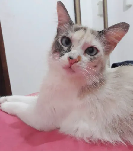 Gatas para doação responsável. Castradas, vermifugadas e vacinadas.