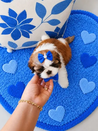 Shitzu machinho lindo parcelo cartão tratar particular entrego